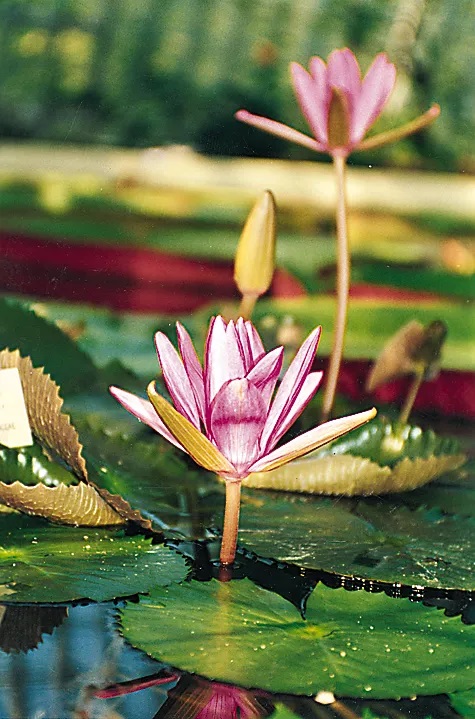 Water Lily